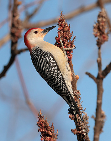 Red-bellied Woodpecker Melanerpes carolinus