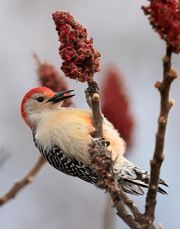 Red-bellied Woodpecker Melanerpes carolinus