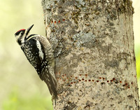 Yellow-bellied Sapsucker Sphyrapicus varius