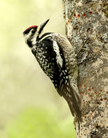 Yellow-bellied Sapsucker Sphyrapicus varius
