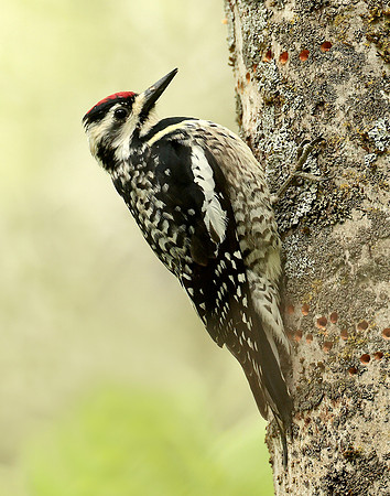Yellow-bellied Sapsucker Sphyrapicus varius