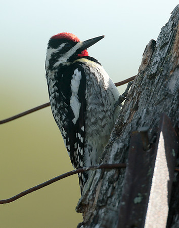 Yellow-bellied Sapsucker Sphyrapicus varius