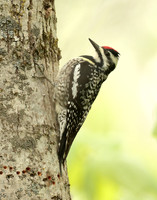 Yellow-bellied Sapsucker Sphyrapicus varius