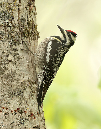 Yellow-bellied Sapsucker Sphyrapicus varius