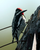 Yellow-bellied Sapsucker Sphyrapicus varius