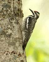 Yellow-bellied Sapsucker Sphyrapicus varius