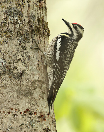Yellow-bellied Sapsucker Sphyrapicus varius