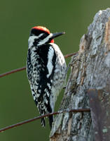 Yellow-bellied Sapsucker Sphyrapicus varius
