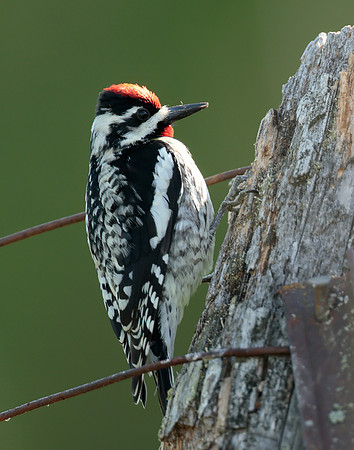 Yellow-bellied Sapsucker Sphyrapicus varius
