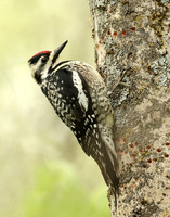 Yellow-bellied Sapsucker Sphyrapicus varius