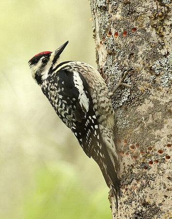 Yellow-bellied Sapsucker Sphyrapicus varius