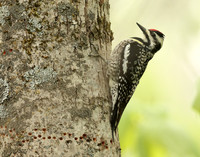 Yellow-bellied Sapsucker Sphyrapicus varius