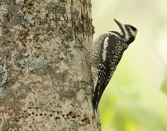 Yellow-bellied Sapsucker Sphyrapicus varius