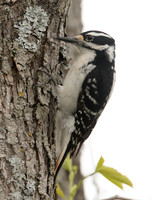 Hairy Woodpecker Leuconotopicus villosus