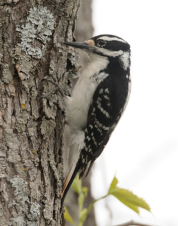 Hairy Woodpecker Leuconotopicus villosus
