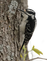 Hairy Woodpecker Leuconotopicus villosus