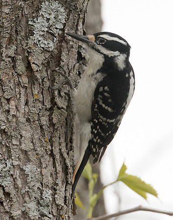 Hairy Woodpecker Leuconotopicus villosus