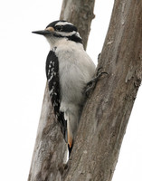 Hairy Woodpecker Leuconotopicus villosus