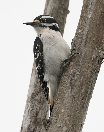 Hairy Woodpecker Leuconotopicus villosus