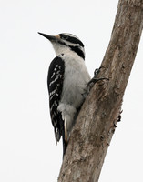 Hairy Woodpecker Leuconotopicus villosus