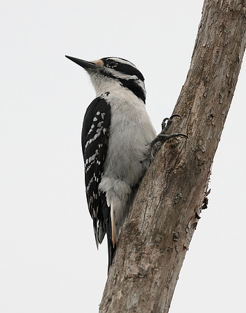Hairy Woodpecker Leuconotopicus villosus
