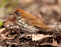 Wood Thrush Hylocichla mustelina