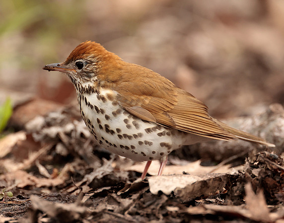 Wood Thrush Hylocichla mustelina
