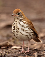 Wood Thrush Hylocichla mustelina
