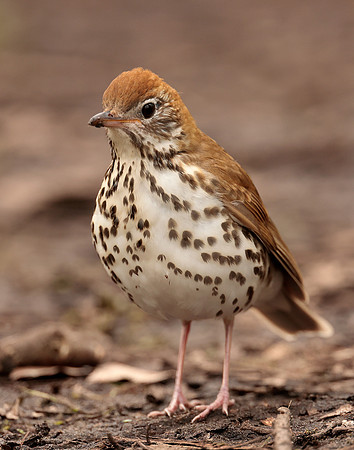Wood Thrush Hylocichla mustelina