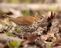 Wood Thrush Hylocichla mustelina