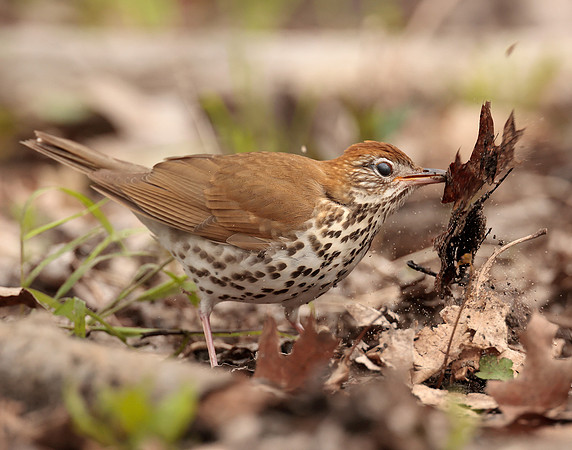Wood Thrush Hylocichla mustelina