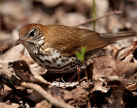 Wood Thrush Hylocichla mustelina