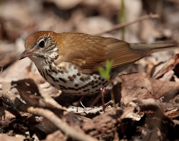 Wood Thrush Hylocichla mustelina