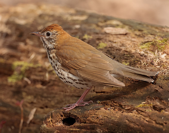 Wood Thrush Hylocichla mustelina