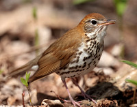 Wood Thrush Hylocichla mustelina