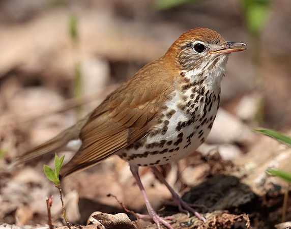 Wood Thrush Hylocichla mustelina