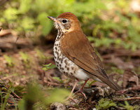 Wood Thrush Hylocichla mustelina