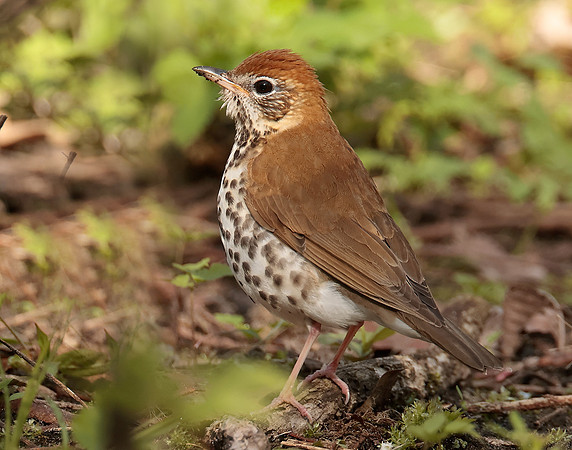 Wood Thrush Hylocichla mustelina