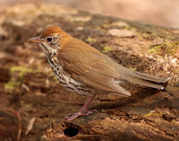Wood Thrush Hylocichla mustelina