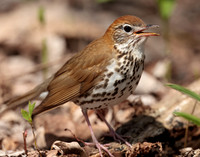 Wood Thrush Hylocichla mustelina
