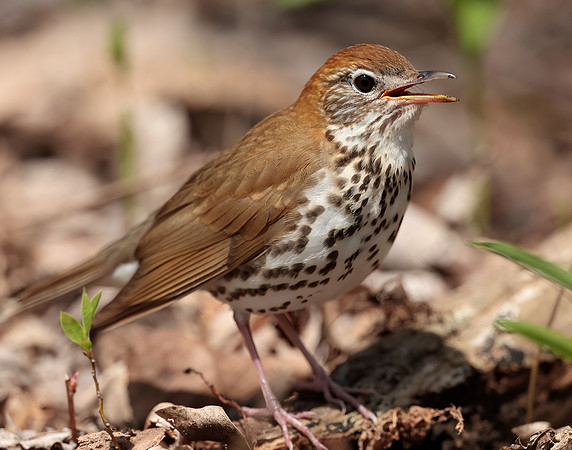 Wood Thrush Hylocichla mustelina