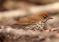 Wood Thrush Hylocichla mustelina