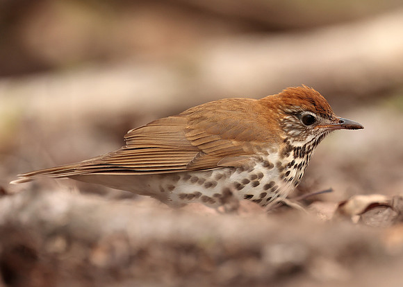 Wood Thrush Hylocichla mustelina