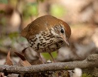 Wood Thrush Hylocichla mustelina