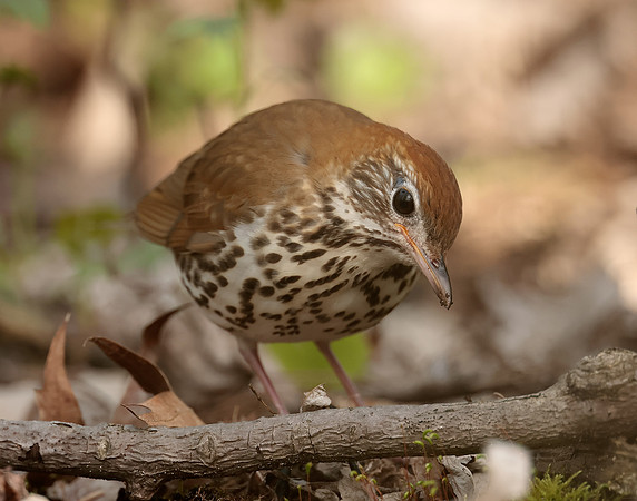Wood Thrush Hylocichla mustelina