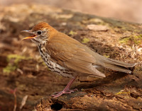 Wood Thrush Hylocichla mustelina
