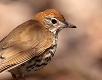 Wood Thrush Hylocichla mustelina