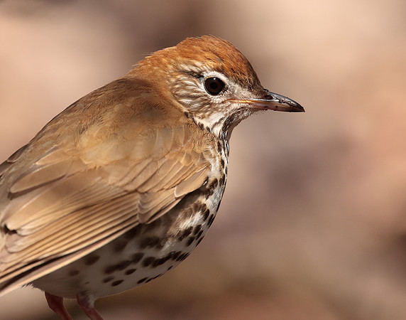 Wood Thrush Hylocichla mustelina