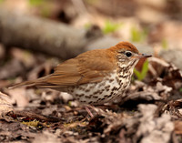Wood Thrush Hylocichla mustelina