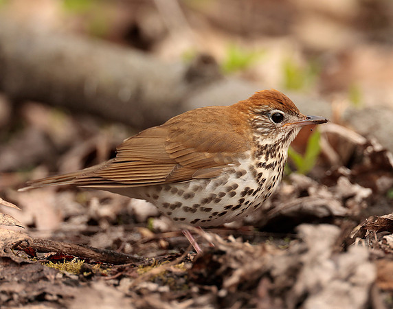 Wood Thrush Hylocichla mustelina